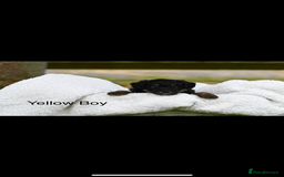 Bordoodle dogs for sale: GOLD STANDARD HIGH HEALTH COLLIPOO PUPPIES 🌟 - Image 11