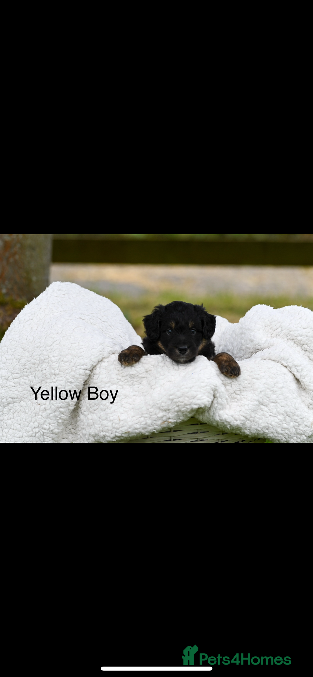 Bordoodle dogs for sale: GOLD STANDARD HIGH HEALTH COLLIPOO PUPPIES 🌟 - Image 11