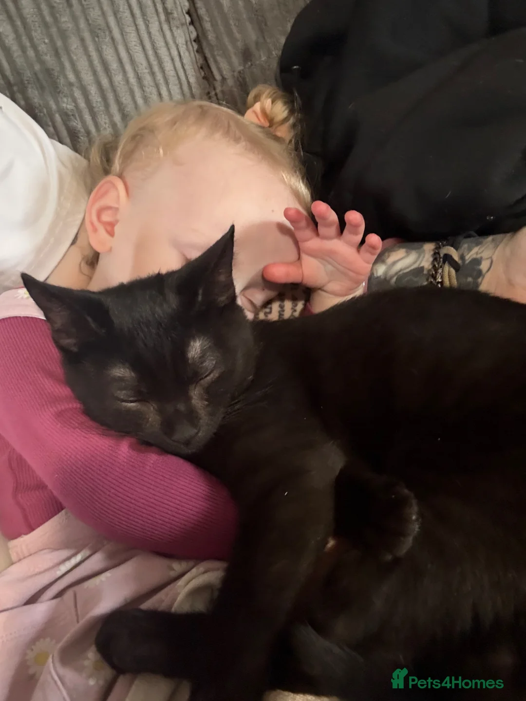 Mixed Breed cats for sale: Lucky  - Advert 2