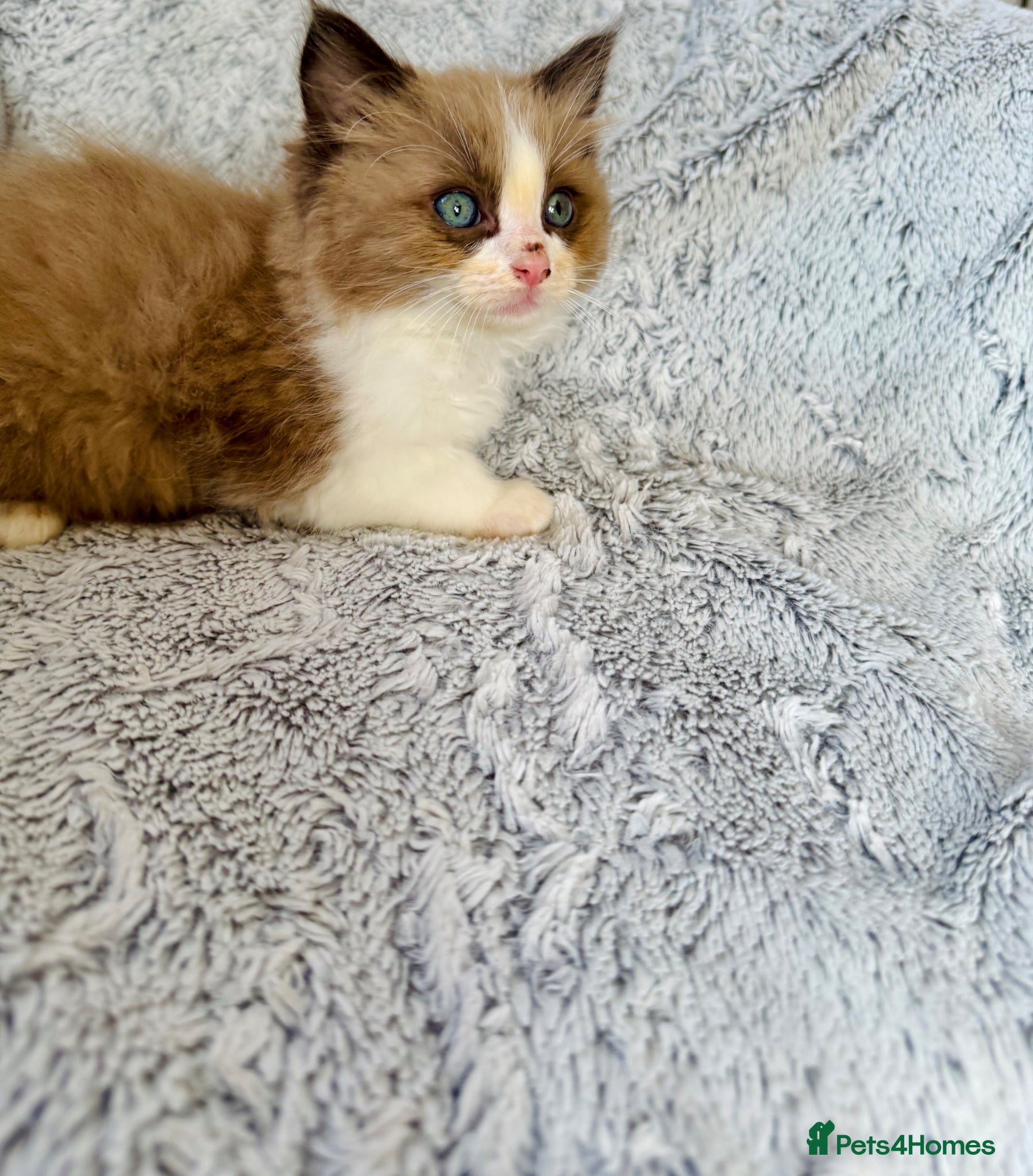 Ragdoll cats Beautiful mink coloured ragdolls kittens ready now - Advert 17