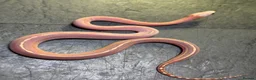 Corn Snake reptiles for sale: Corn snakes WOW AMAZING  - Advert 1