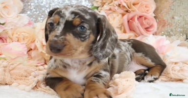Miniature Dachshund dogs - Advert 6