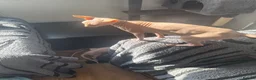 Sphynx cats for sale: Beautiful Canadian Sphynx kittens  - Advert 1