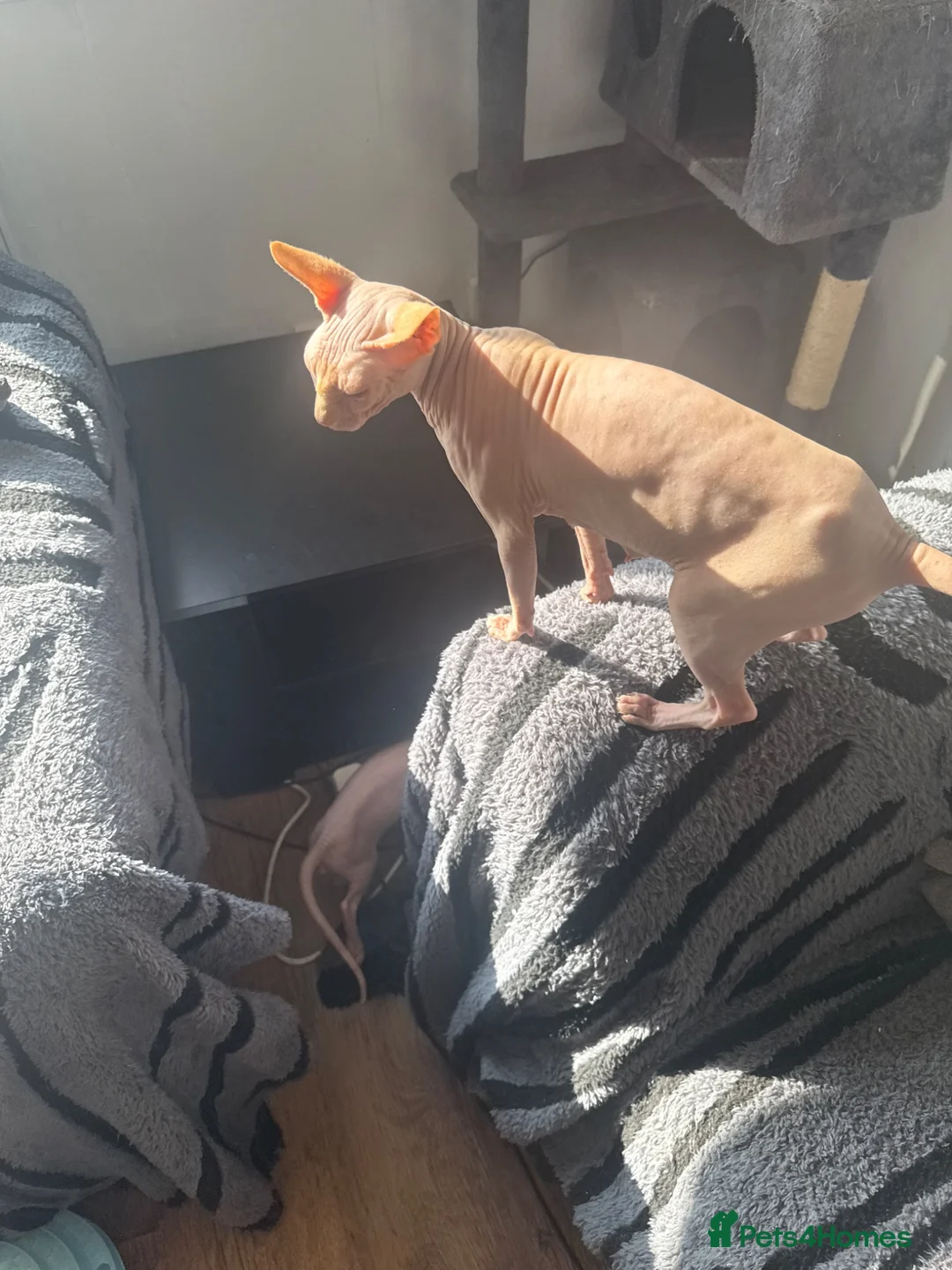 Sphynx cats for sale: Beautiful Canadian Sphynx kittens  - Advert 1