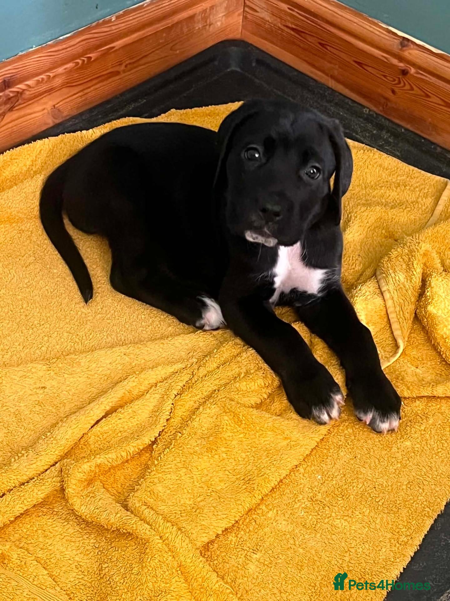 Cane Corso dogs Beautiful Purebred Cane corso puppies - Advert 19