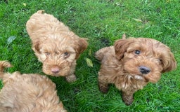 Cockapoo dogs for sale: Red Cockapoo puppies for sale - Image 1