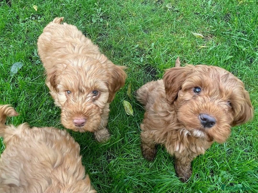 Cockapoo dogs for sale: Red Cockapoo puppies for sale - Image 1