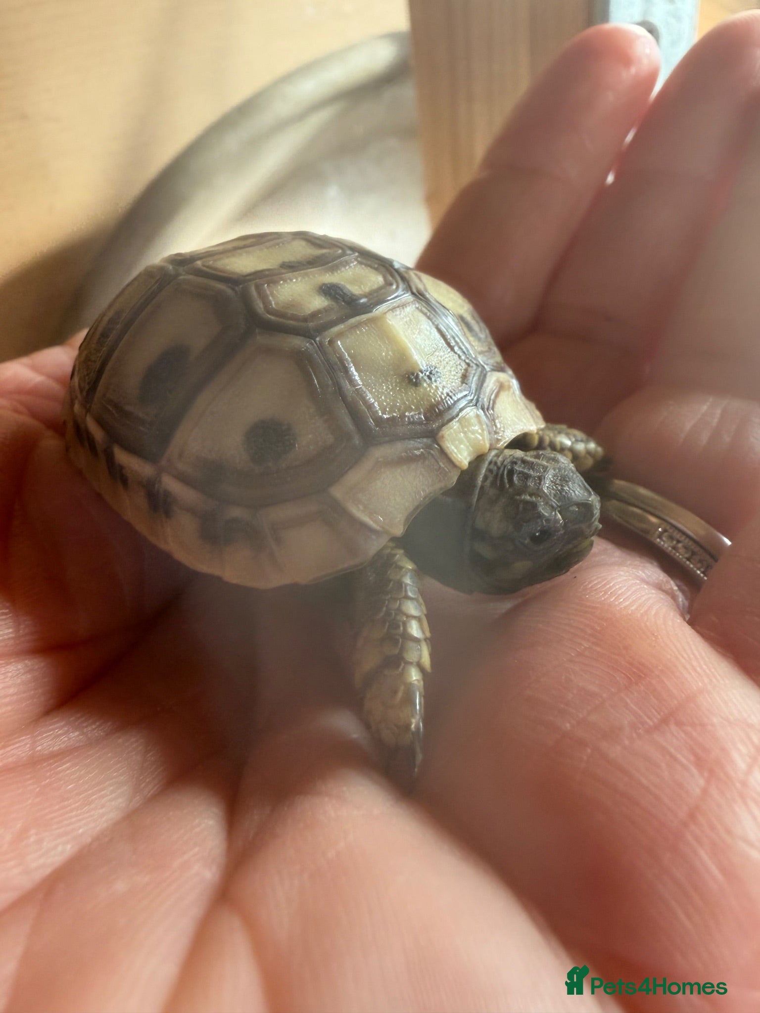 Hermann Tortoise reptiles Beautiful Hermann tortoises - Advert 2
