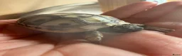 Hermann Tortoise reptiles for sale: Beautiful Hermann tortoises - Advert 2