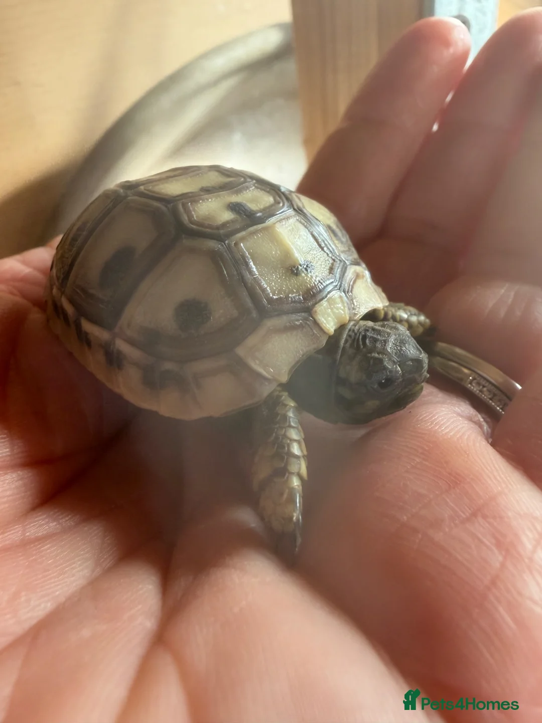 Hermann Tortoise reptiles for sale: Beautiful Hermann tortoises - Advert 2