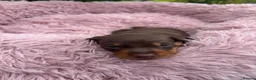 Miniature Dachshund dogs for sale: Gorgeous KC Miniature shorthair Dachshund Puppies  - Advert 17