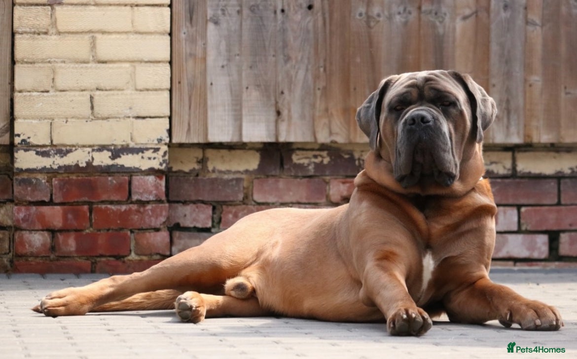 Cane Corso dogs *HEATH TESTED* Stud available CLIFFORD  - Advert 2