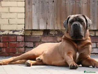 Cane Corso dogs *HEATH TESTED* Stud available CLIFFORD - Advert 1