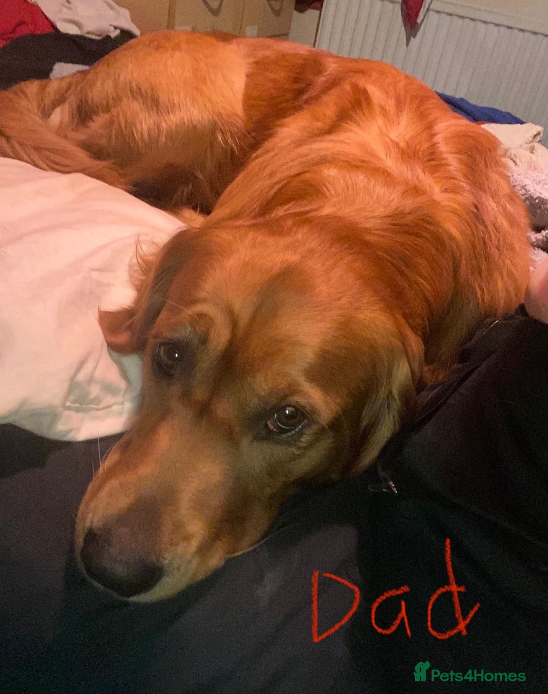 Golden Retriever dogs for sale: 6 beautiful golden retriever pups - Image 17