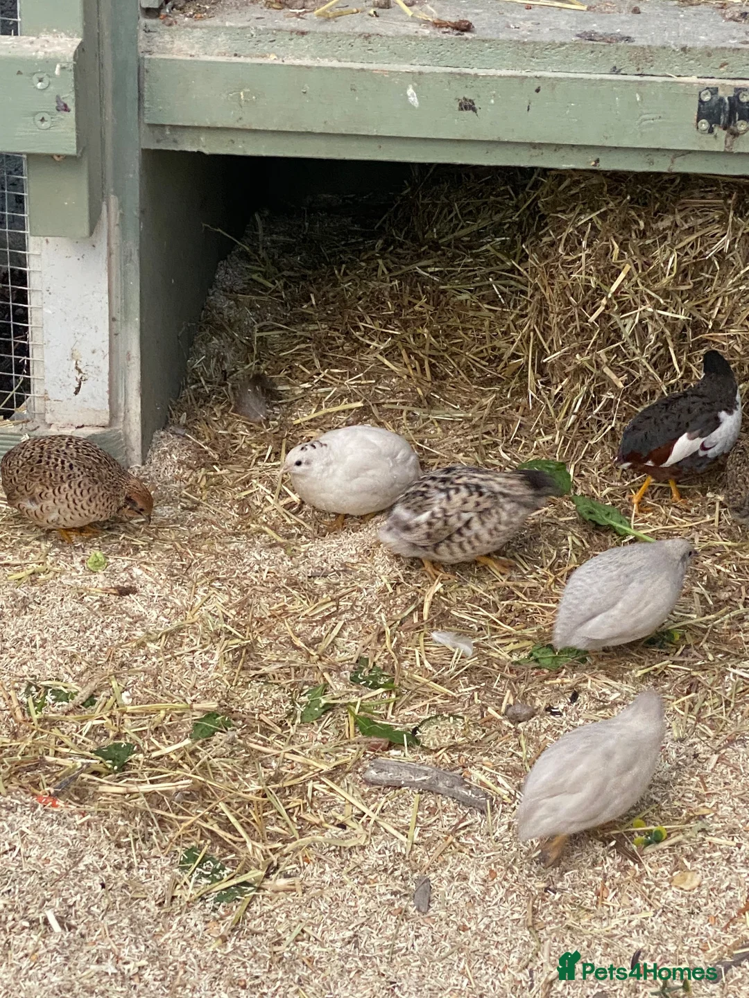 Quail poultry for sale: Japanese painted quail button quail  in Nottingham - Advert 1