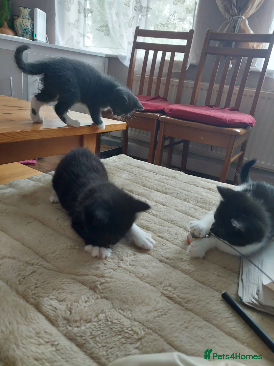 Mixed Breed cats for sale: 3 kittens  - Advert 34
