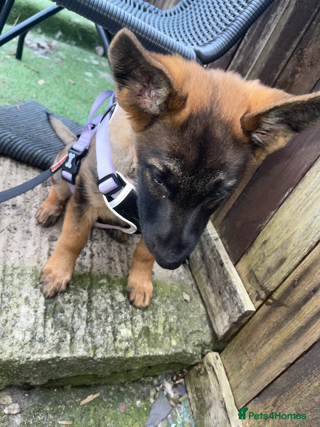 Mixed Breed dogs for sale: Female 14 weeks old pup  in Darwen - Advert 3