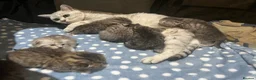 American Shorthair cats for sale: Beautiful BSH Kittens for sales  - Advert 8