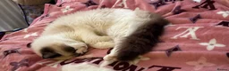 Ragdoll cats for sale: REDUCED Mink Ragdoll boy  - Advert 2