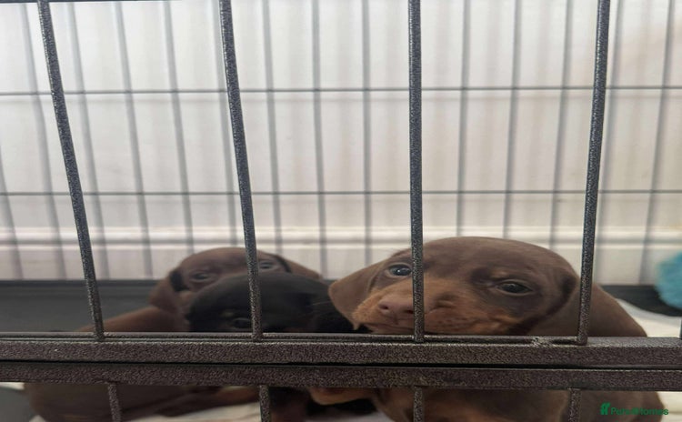 Miniature Dachshund dogs - Advert 5