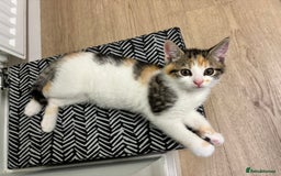 Domestic Shorthair cats for sale: Sweet, Playful Kittens Ready for Loving Homes 🐱 - Image 19