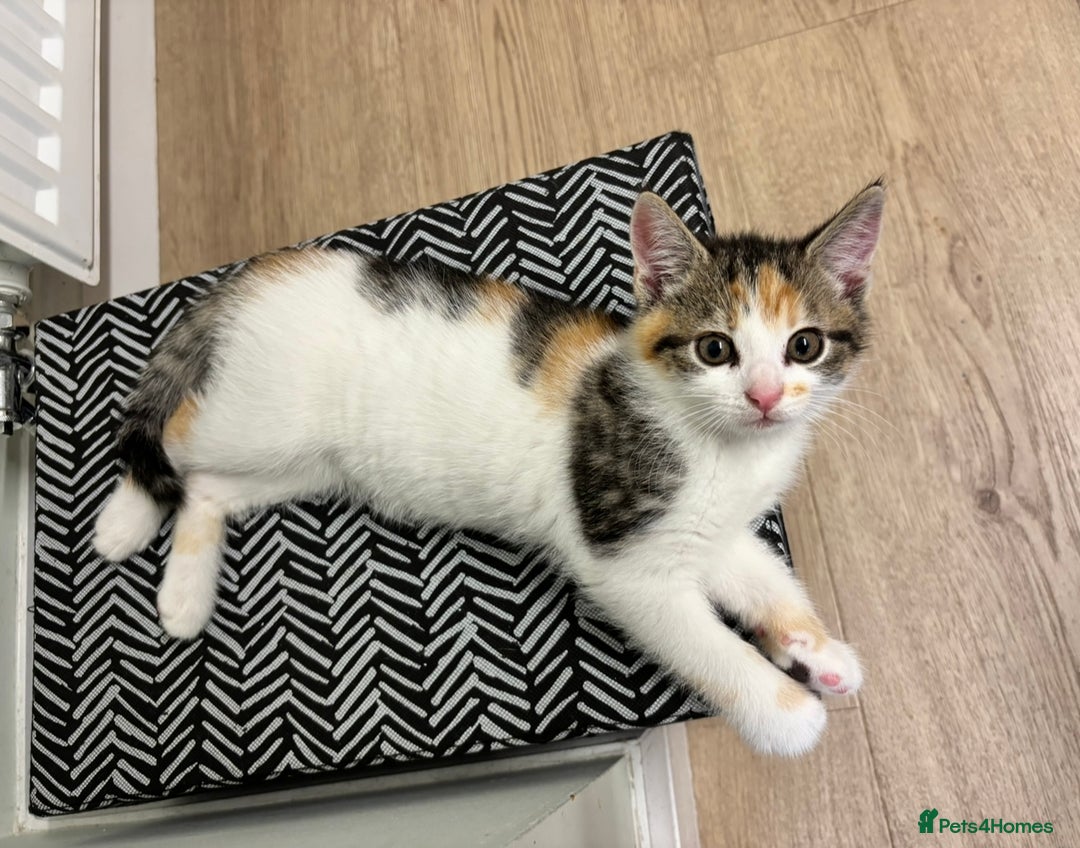 Domestic Shorthair cats for sale: Sweet, Playful Kittens Ready for Loving Homes 🐱 - Image 19