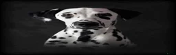 Dalmatian dogs for sale: Dalmation - Advert 11