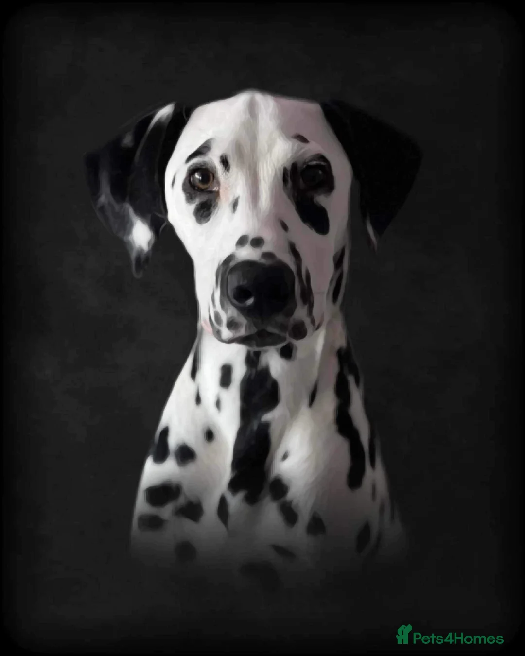 Dalmatian dogs for sale: Dalmation - Advert 11