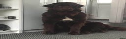 Mixed Breed birds for sale: Newfoundland/st Bernard puppies  - Advert 4