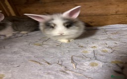 Mini Lop rabbits for sale: New litter added, angora/lionhead bunny rabbits  - Image 7