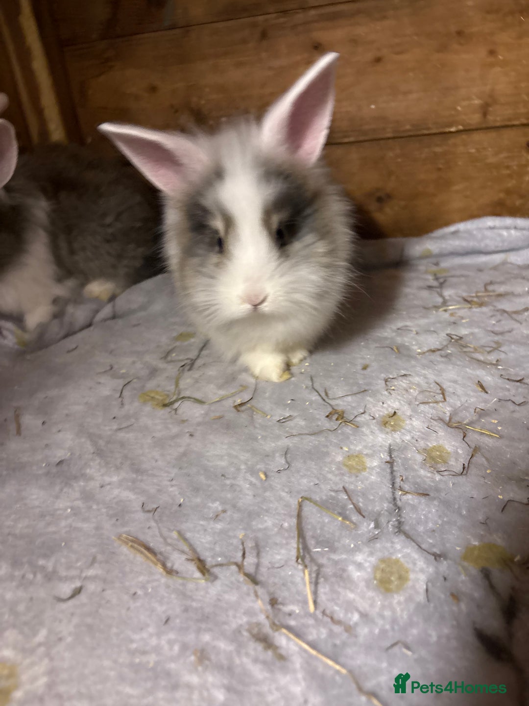 Mini Lop rabbits for sale: New litter added, angora/lionhead bunny rabbits  - Image 7
