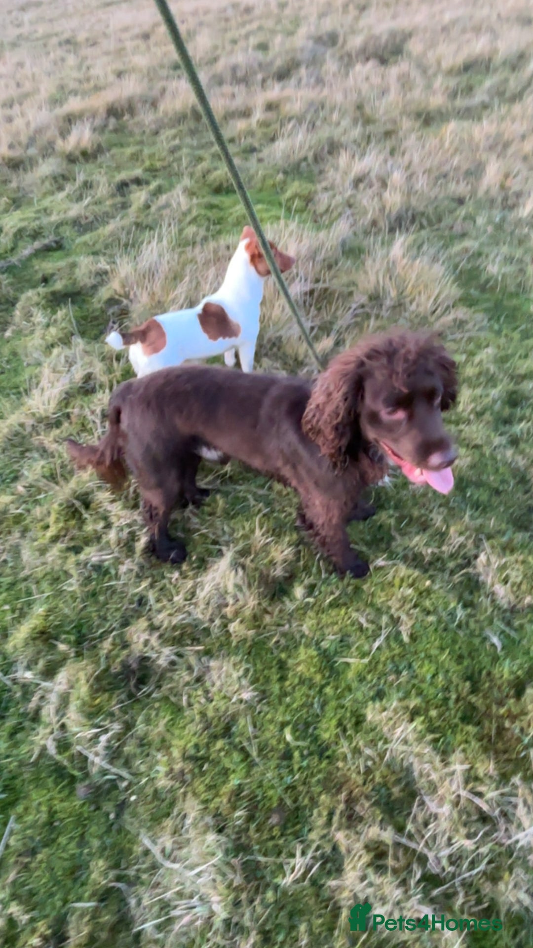 Cocker Spaniel dogs for sale: Lovely full of life male chocolate cocker spaniel. - Advert 5