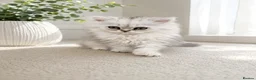 Persian cats for sale: GCCF registered beautiful silver Persian kittens  - Advert 3