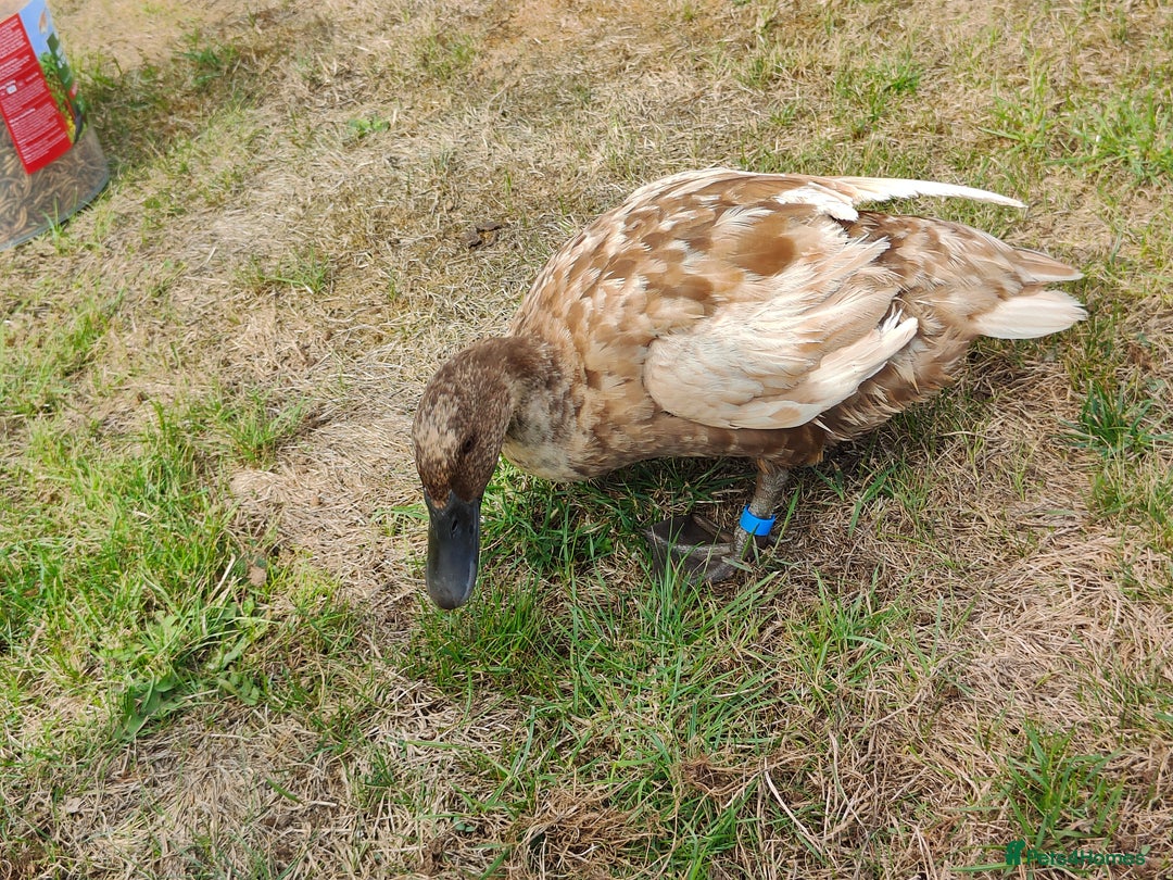 Ducks poultry for sale: 8-week old Cayuga x mini Silver Appleyard ducks - Image 8