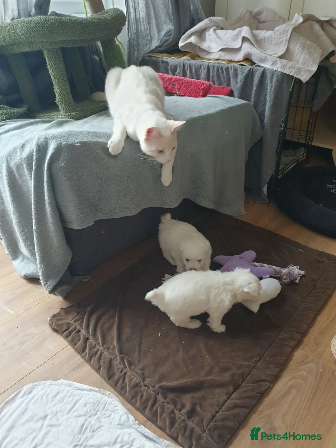 Maltese dogs for sale: Maltese puppies  - Advert 5