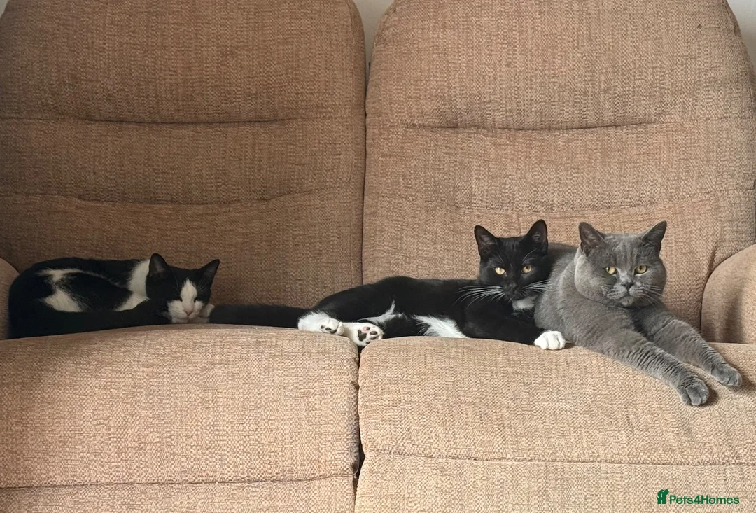 Mixed Breed cats for sale: British Short Hair X Tuxedo (DSH) - Advert 1
