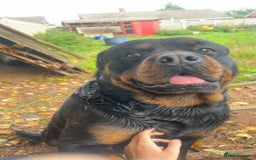 Rottweiler dogs for stud: Proven Rottweiler for stud! in Bury Saint Edmunds - Image 11