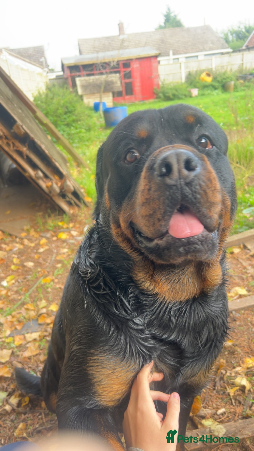 Rottweiler dogs for stud: Proven Rottweiler for stud! in Bury Saint Edmunds - Image 11
