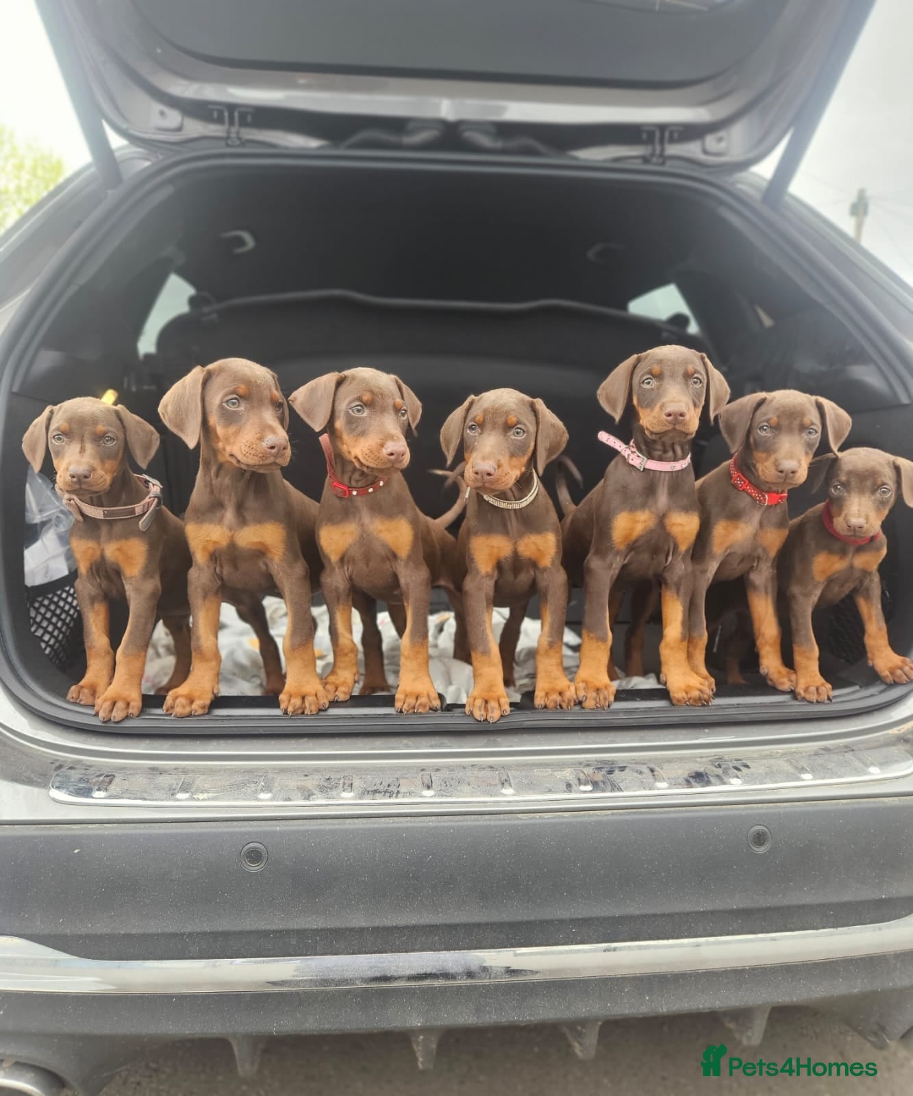 Dobermann dogs 🔥Ready Now Top Quality KC Registered pup's 🏆 - Advert 9