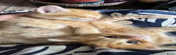 Mixed Breed cats for sale: Beautiful kittens 😻 - Advert 24
