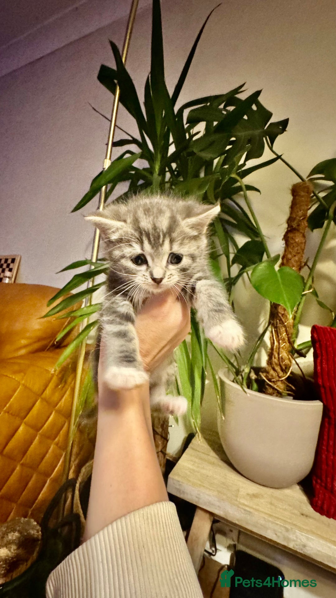 Maine Coon cats for sale: Maine coon cross kitten  - Advert 5