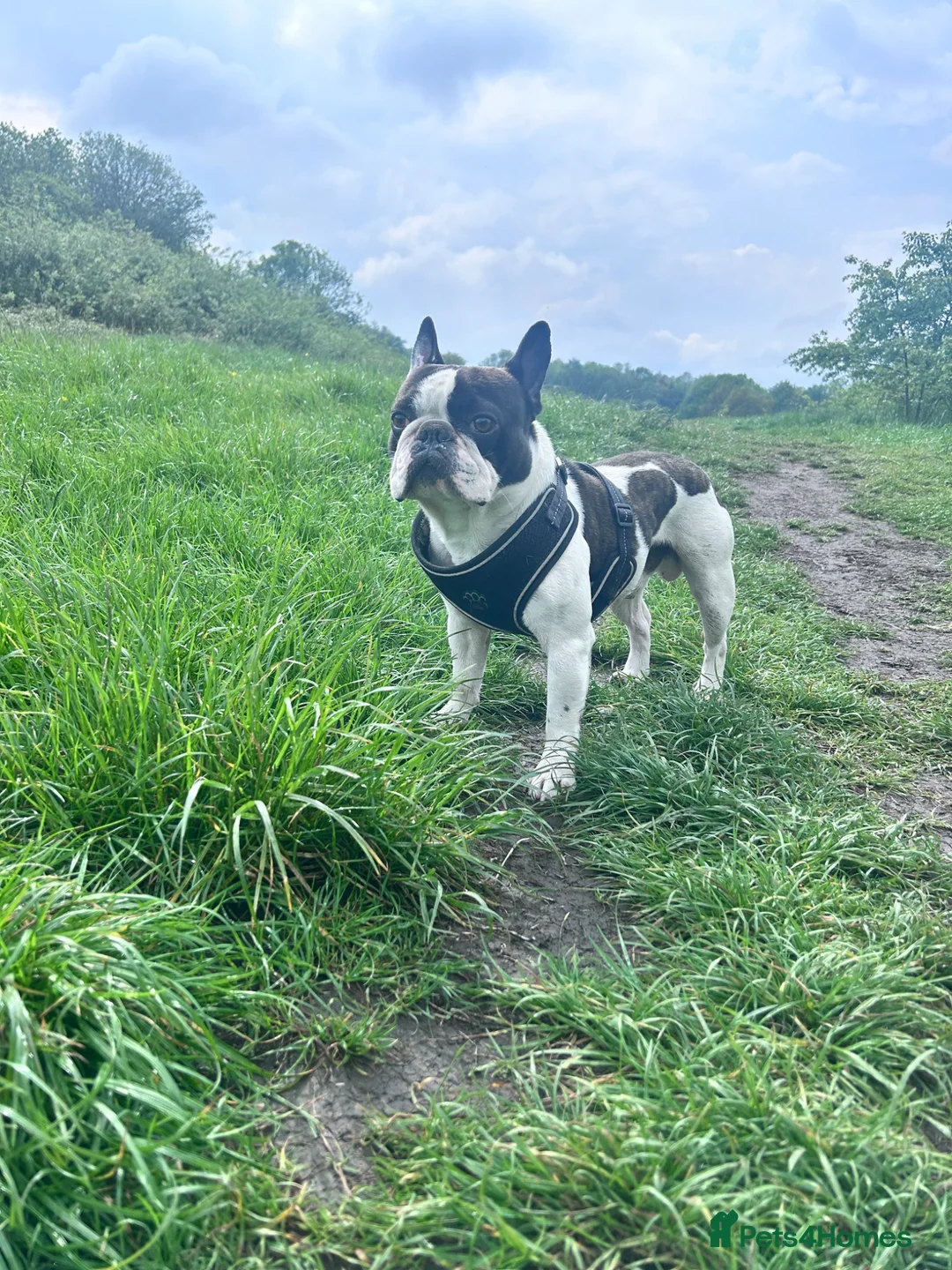 French Bulldog dogs for stud: Pied french bull dog ready for stud in Bury - Advert 2