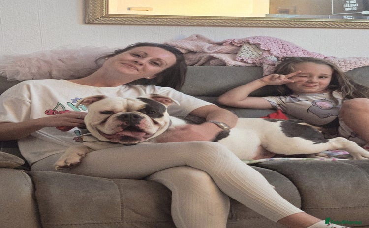 English Bulldog dogs - Advert 1