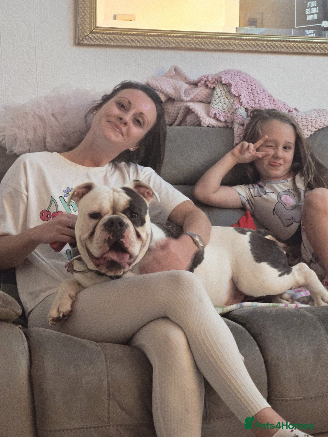 English Bulldog dogs for sale: Rocco - Image 1