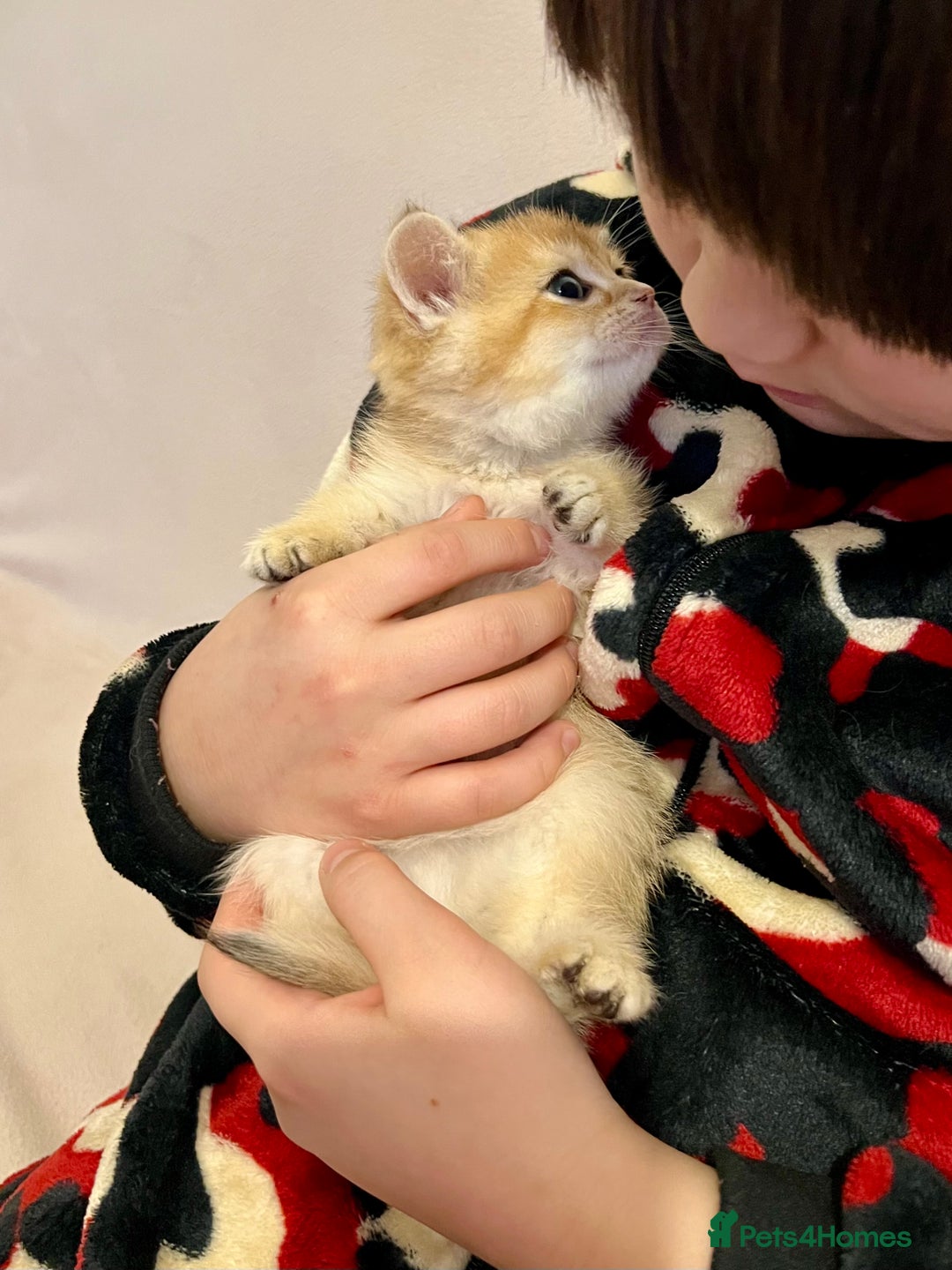 British Shorthair cats for sale: 🐾 Purebred BSH Kittens 🐾 - Advert 19