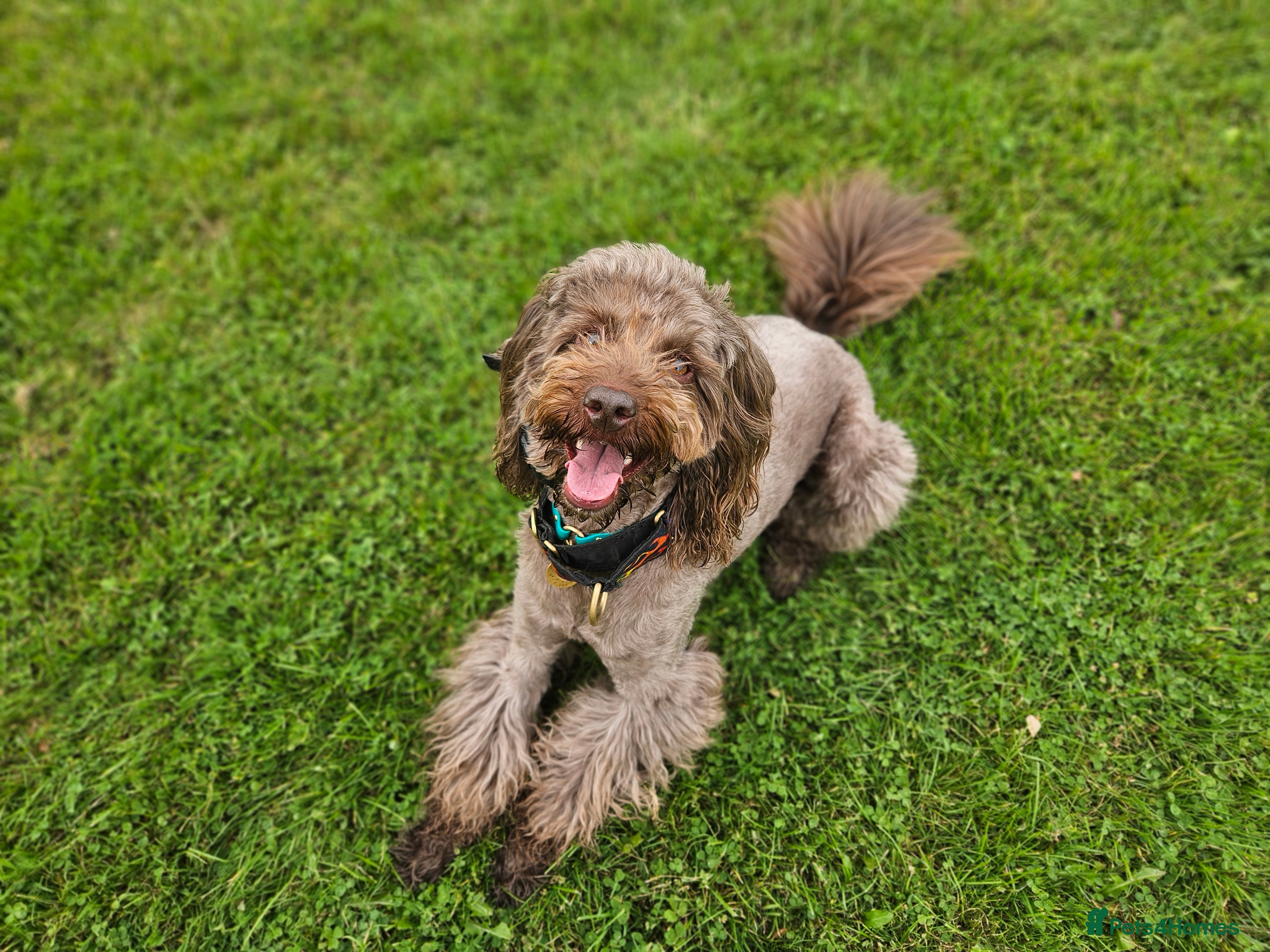 Miniature Poodle dogs *PROVEN* DNA Health Tested Chocolate Cockapoo STUD in Manchester - Advert 3