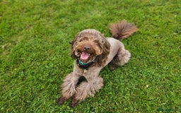 Miniature Poodle dogs for stud: *PROVEN* DNA Health Tested Chocolate Cockapoo STUD in Manchester - Image 1