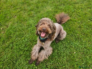 Miniature Poodle dogs *PROVEN* DNA Health Tested Chocolate Cockapoo STUD in Manchester - Advert 8