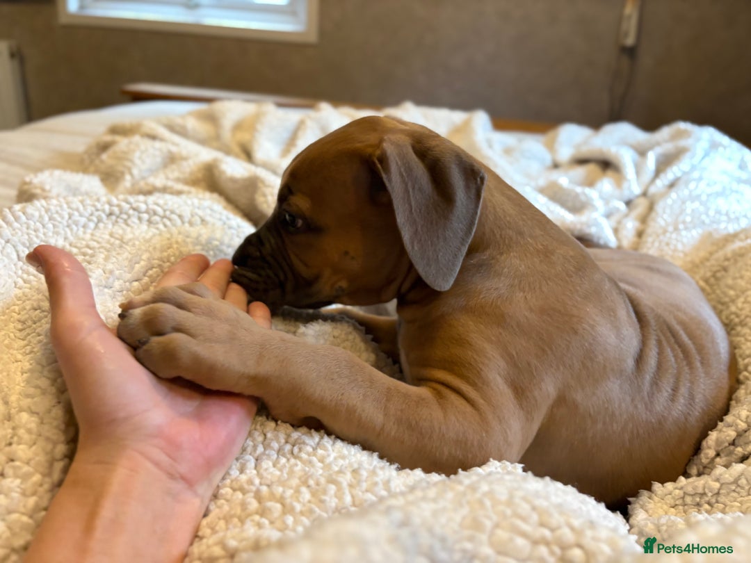 Boerboel dogs for sale: EXCEPTIONAL NABBR REGISTERED PUPPIES!  - Image 10