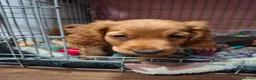 Cocker Spaniel dogs for sale: Beautiful Cocker Spaniels  - Advert 35